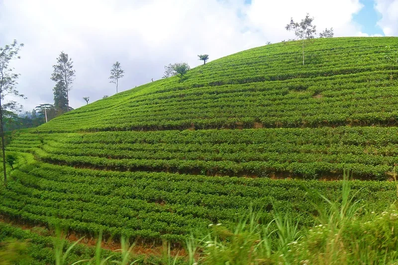 Tea estate, Nuwara Eliya, Sri Lanka
