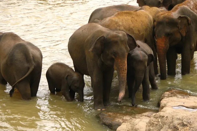 Pinnawala Elephant Orphanage, Sri Lanka