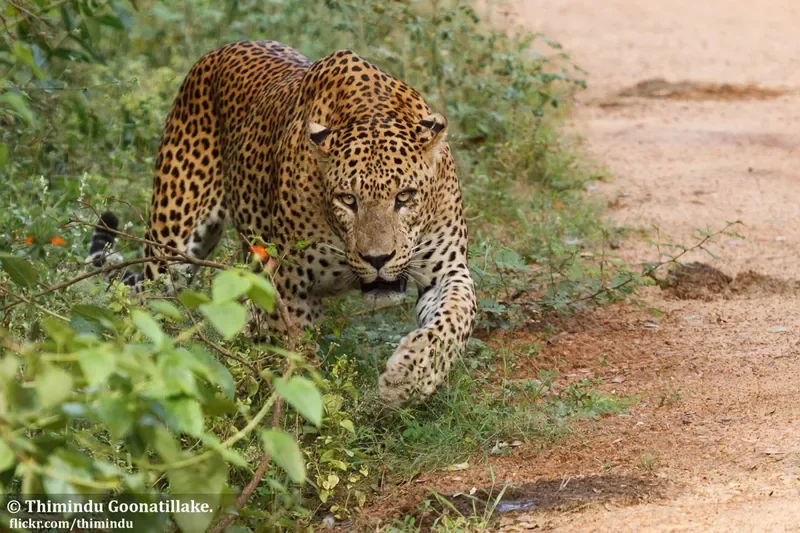 Sri Lankan leopard, Yala National Park